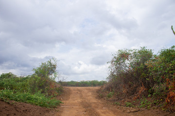 A dirt road goes through a drought land bordered by some green shrubs in the semiarid region, the interior of Piauí, northeast of Brazil