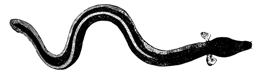 Sharp Nosed Eel, vintage illustration.