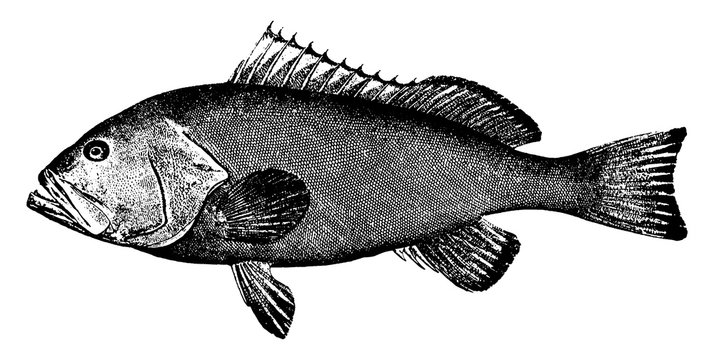 Red Grouper, Vintage Illustration.