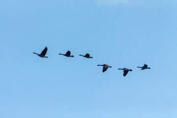 flying flock of geese in autumn
