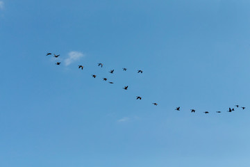 flying flock of geese in autumn