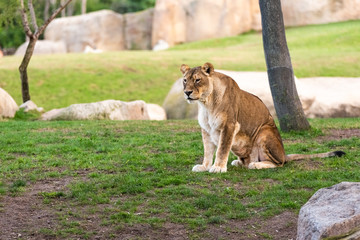 Lioness resting peacefully in a zoo.