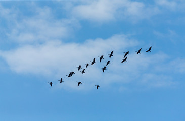 flying flock of geese in autumn