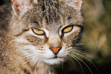 portrait of a cat