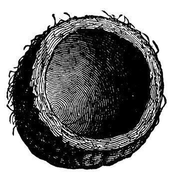 Tumblebug, vintage illustration.
