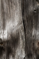 dry wood texture. Nature detail