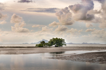 Mangrove tree on a beach from Koh Lanta island, Thailand
