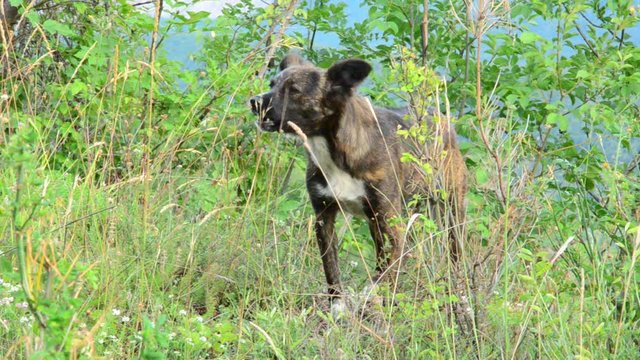 Le chien donne l'alerte