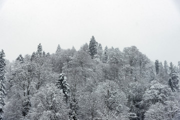 Landscape view of snowy hills with pine trees.