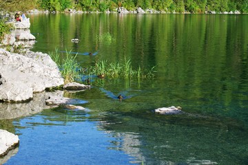 Ducks swimming in Lake Eibsee in Germany during late summer.