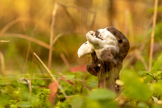 fungus on fungus or wild mushroom