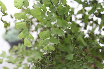 Fototapeta na wymiar hojas