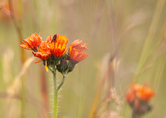 Pilosella aurantiaca (fox-and-cubs, devil's paintbrush, grim-the-collier) is a perennial flowering plant in the daisy family