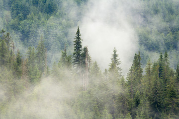 Apuseni mountain pine forest in mist. An atmospheric forest of the Apuseni Carpathian mountains