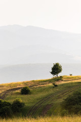 Fototapeta na wymiar Isolated tree on a hill with mountains in background