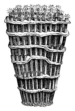 Organ Pipe Coral, vintage illustration.