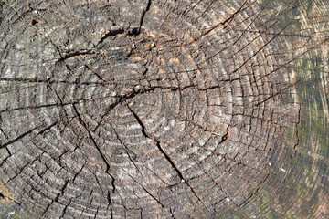 Fototapeta premium Drank an old tree texture top view. Wood processing. Wooden texture.