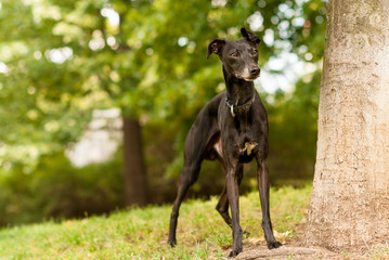 Italian greyhound in the park