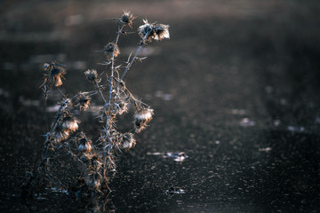Dry thorn in ice