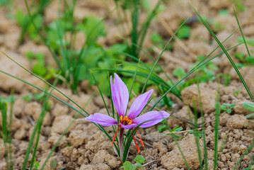 Bumblebee and saffron flowers a delicate saffron flower