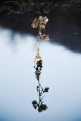 Dry thorn in ice