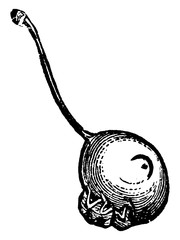 Plum Curculio, vintage illustration. © Morphart