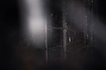 Dark and scary forest