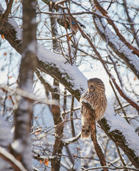 Ural owl in winter