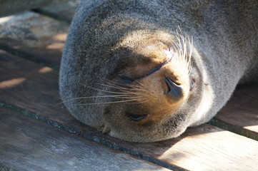 Naklejka premium sleeping seal