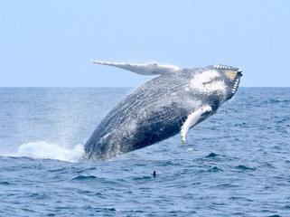 Fototapeta premium Breaching humpback whale falling back toward the water. 