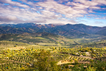 Landscape of olive trees in La Iruela, Sierra de Cazorla, Jaen, Andalusia, Spain.