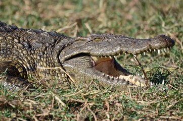 A Nile crocodile suns itself on the banks of the Chobe River in Botswana.