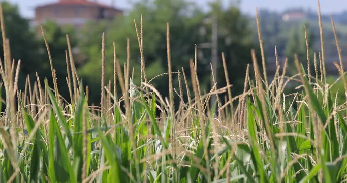 Application of trichogramma by drone for controlling the european corn borer