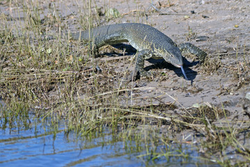 A monitor lizard comes to theChobe River in Botswana for a drink.