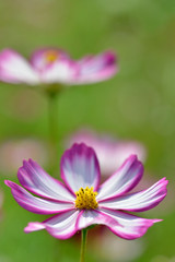 Fototapeta premium コスモス