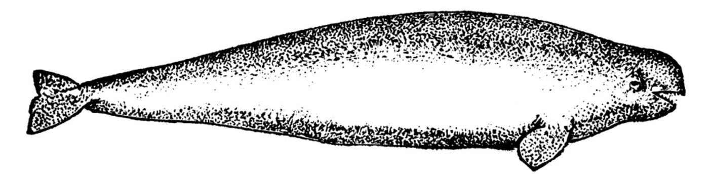 White Whale, vintage illustration.