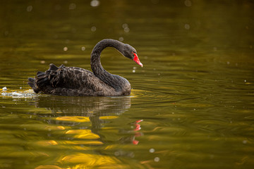 Black Swan (Cygnus atratus) swimming in a lake.