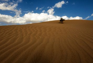  Saudi Arabian Desert