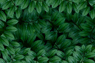 Naklejka na ściany i meble Green leaves background.Green leaves color tone dark in the morning.photo concept nature and plant.