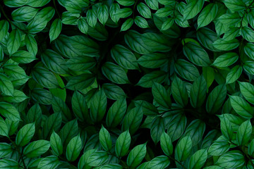 Naklejka na ściany i meble Green leaves background.Green leaves color tone dark in the morning.photo concept nature and plant.