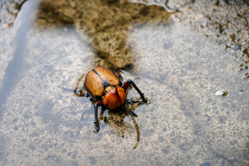 Golofas bugs of Santuario de la Virgen del Rocio Ecuador