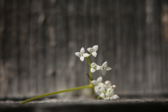 Tiny blossoms of Galium palustre (common marsh bedstraw) in unusual lighting
