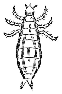 Magnified Louse, vintage illustration.