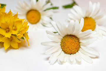 Fototapeta premium Meadow country field flowers Camomile, Daisy and yellow Lysimachia on white background