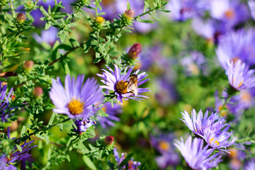 Busy Bee on Flower