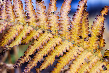 Fall Fern