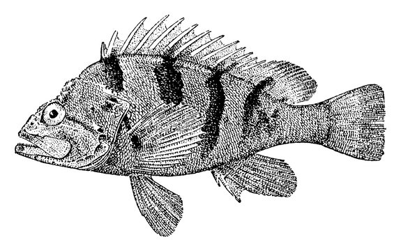 Grass Rockfish, vintage illustration.