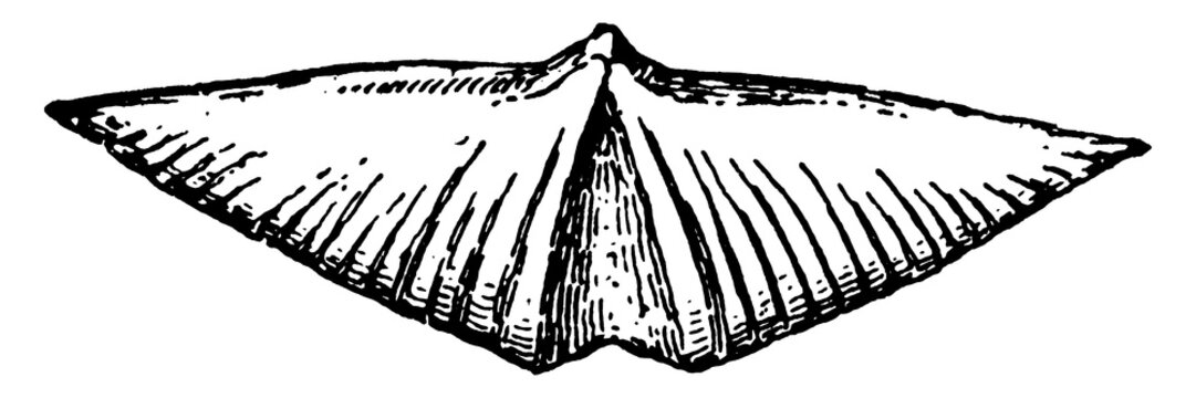 Spirifer sowerbyi, vintage illustration.