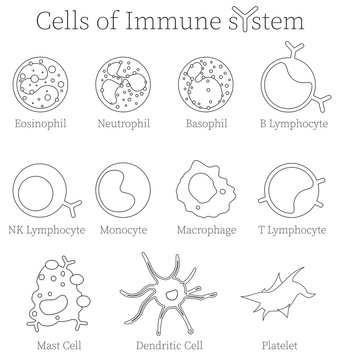 Immune cell army - different cell types of the human immune system. Biomedical illustration.