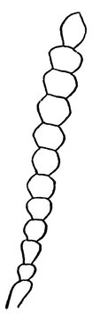 Moniliform Antenna, vintage illustration.